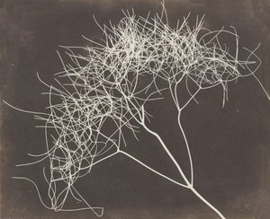 [Finocchio selvatico], 1841-42