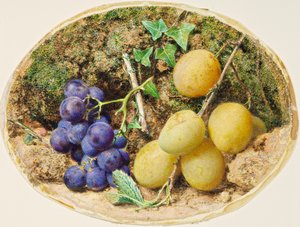 Prugne Golden Drop e uva nera, c.1860