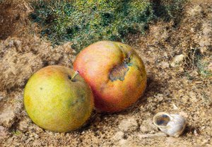 Natura morta con due mele e un guscio di lumaca