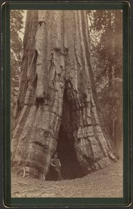Cabina Smiths da William Henry Jackson