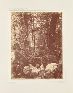 Il sentiero nel bosco, Gallatin Cañon