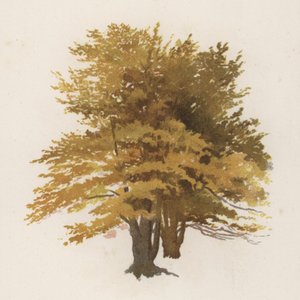 Alberi: Il Faggio da William Henry James (after) Boot