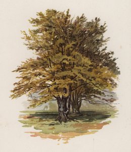 Alberi: Il Faggio da William Henry James (after) Boot
