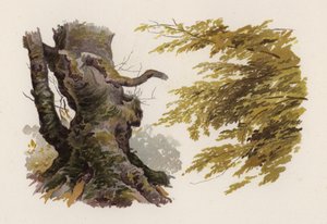 Alberi: Il faggio da William Henry James (after) Boot