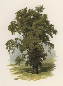 Alberi: L