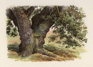 Alberi: La Quercia da William Henry James (after) Boot