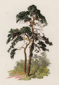Alberi: Il Pino Scozzese da William Henry James (after) Boot