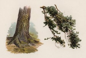 Alberi: Il Pino Scozzese da William Henry James (after) Boot