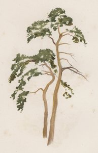 Alberi: Il Pino Scozzese da William Henry James (after) Boot