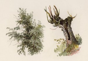 Alberi: Il Salice (litografia a colori) da William Henry James (after) Boot