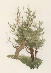 Alberi: Il Salice da William Henry James (after) Boot