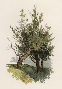 Alberi: Il Salice da William Henry James (after) Boot