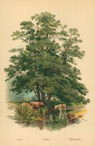 Ontano da William Henry James Boot
