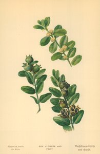 Fiori e frutta in scatola