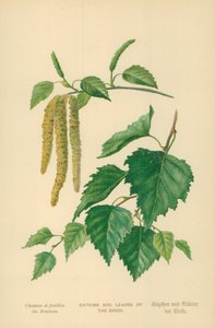 Amenti e foglie di betulla