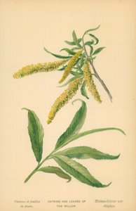 Amenti e foglie del salice da William Henry James Boot
