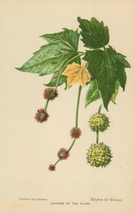 Amenti del platano
