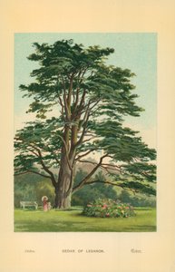 Cedro del Libano da William Henry James Boot