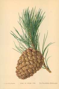 Cono di Pino da William Henry James Boot