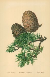 Coni del cedro da William Henry James Boot
