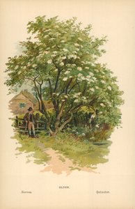 Anziano