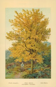 Acero campestre (Fogliame autunnale)