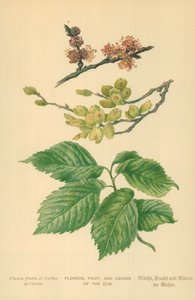 Fiori, frutti e foglie dell