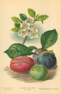 Fiori e Frutti di Prugna