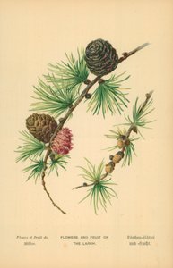 Fiori e Frutti del Larice da William Henry James Boot