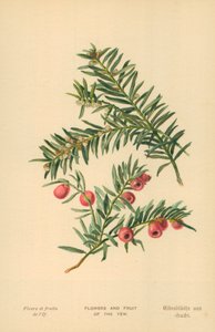 Fiori e frutti del tasso