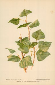 Foglie del pioppo lombardo