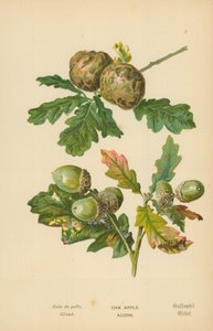 Mela di quercia. Ghianda