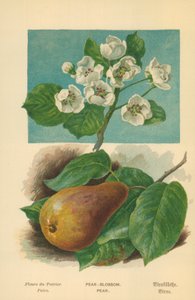 Fioritura del pero da William Henry James Boot