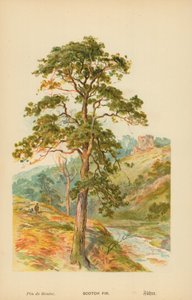 Pino scozzese da William Henry James Boot