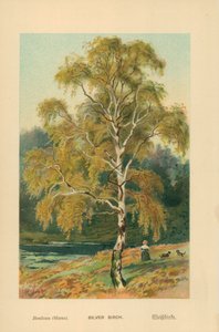 Betulla argentata