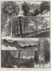 Schizzi nei boschi di Highgate