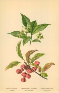 Fiori e bacche di fusaggine