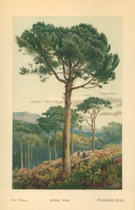 Pino da William Henry James Boot