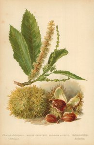 Castagno dolce, fiore e frutto