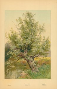 Salice da William Henry James Boot