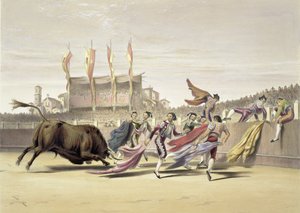 Chulos che giocano con il toro