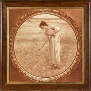 Fiori del campo
