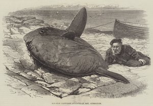 Pesce luna catturato a Catalan Bay, Gibilterra