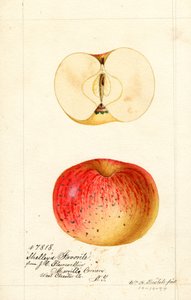 Le mele preferite di Shelley (Malus domestica) (acquerello) da William Henry Prestele
