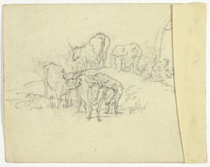 Bovini (recto); Il ciarlatano (verso)