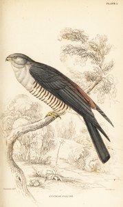 Falco cuculo africano, Aviceda cuculoides da William Home Lizars