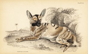 Cane selvatico africano, Lycaon pictus, in pericolo da William Home Lizars