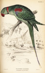 Parrocchetto alessandrino o pappagallo alessandrino, Psittacula eupatria da William Home Lizars