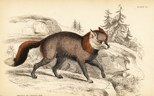 Volpe incrociata americana, Vulpes vulpes