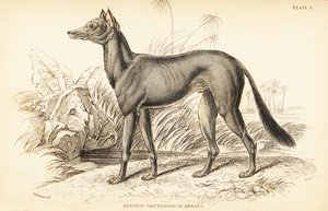Levriero arabo, Canis lupus familiaris